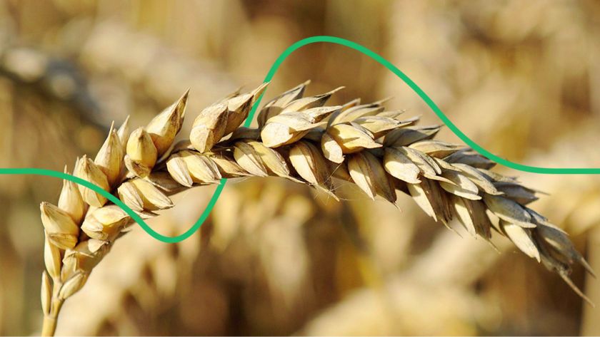 Можливе скорочення експорту української пшениці