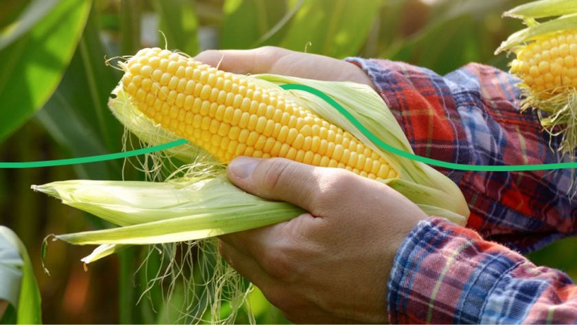 Урожай кукурузы будет на 2,5 млн тонн меньше - прогноз аграриев