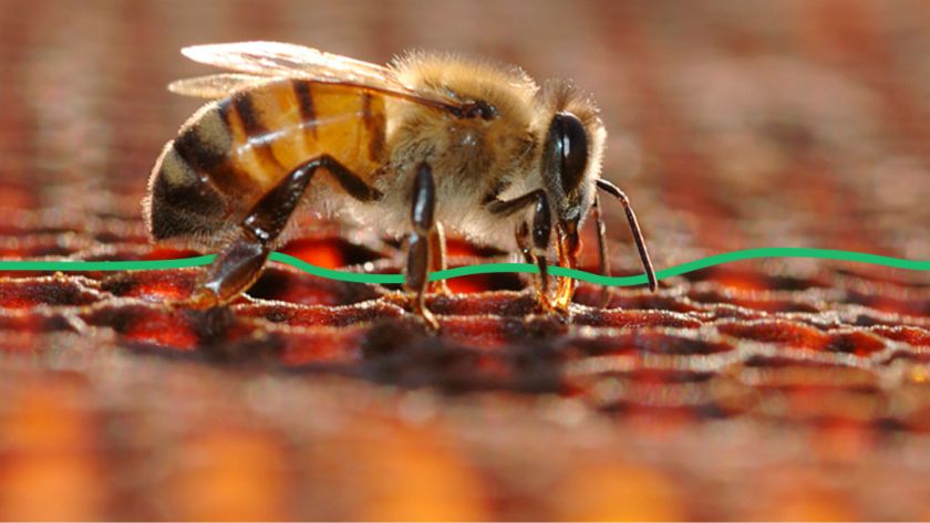 Як бджолярам отримати державну підтримку в 2020 році?