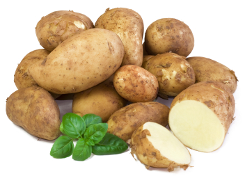 К регистрации подготовлен новый сорт раннеспелого картофеля