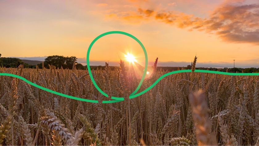 Фермер обвиняет фирму Алексея Порошенко в уничтожении 120 гектаров пшеницы