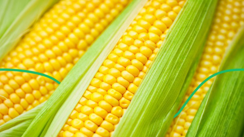 Експерти прогнозують спад середньої врожайності соняшнику та кукурудзи