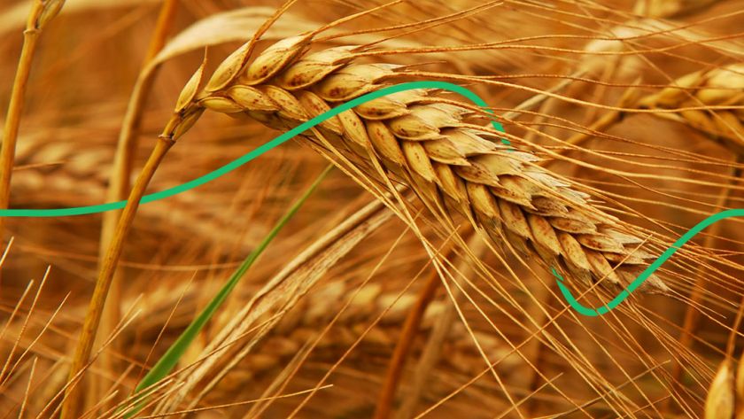 Цены на пшеницу продолжают расти
