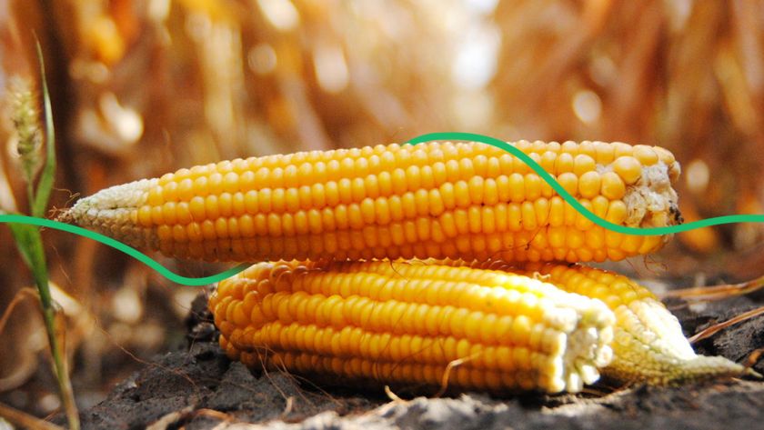На Черкащині фермери переорюють поля кукурудзи через засуху