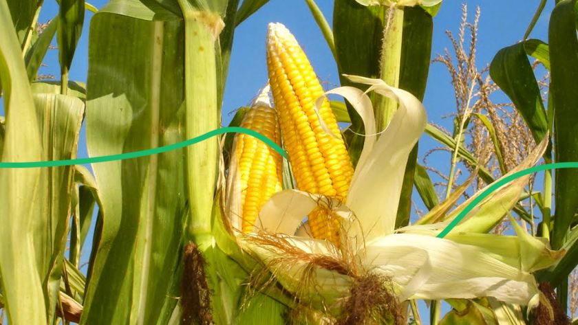 Кількість посівів гібридної кукурудзи в Україні зросте