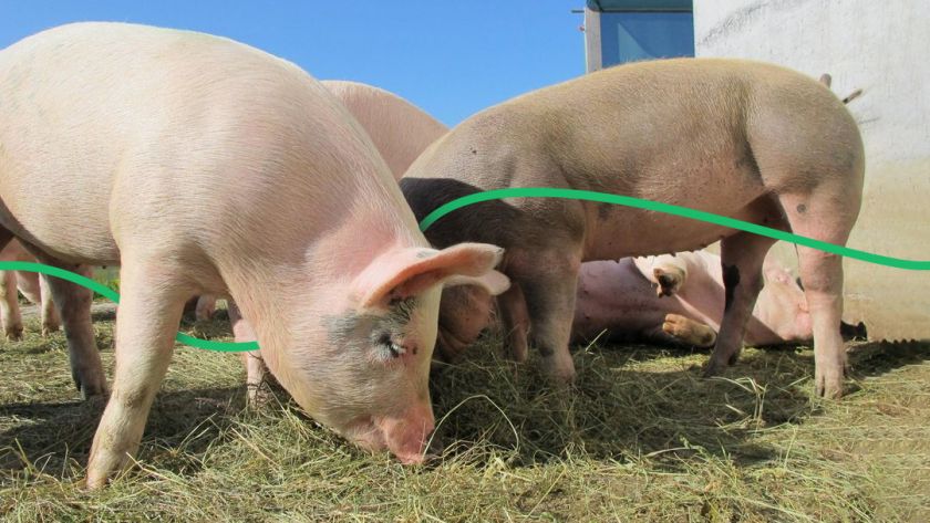 Украина увеличила объемы экспорта свинины на 31%