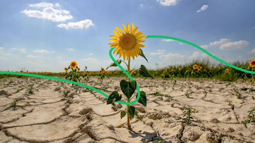 Потери от засухи достигнут 118 млрд гривен
