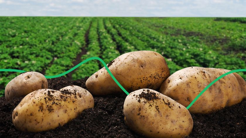 Замість того щоб боротися з посухою депутати лобіюють збільшення держпідтримки для виробників картоплі