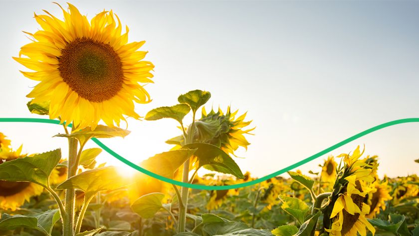 Попри посуху, Харківська область отримала рекордний урожай соняшнику