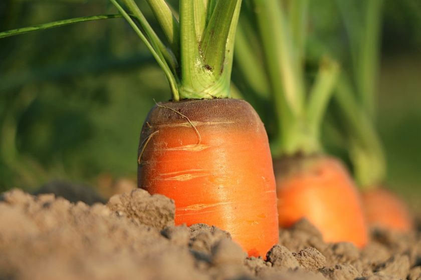 Чому фермери не збирають урожай моркви?