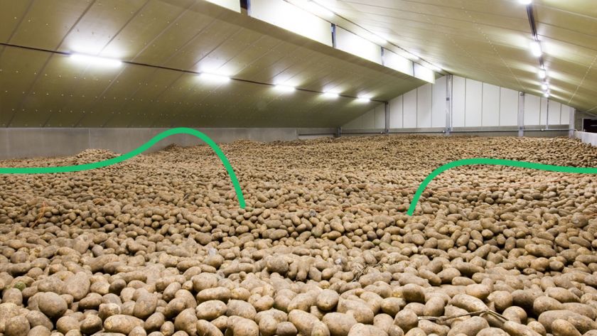 Вирощування картоплі: особливості сучасного бізнесу
