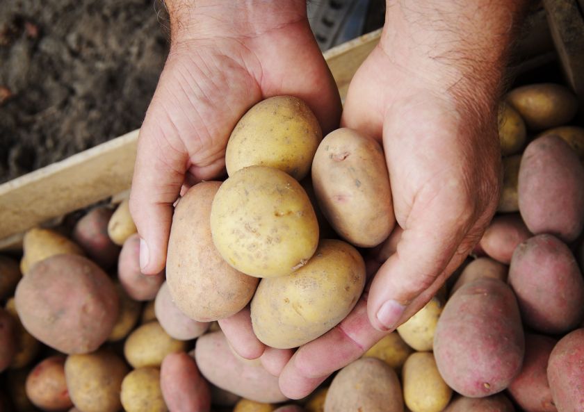 Україна здатна забезпечити внутрішній ринок якісною картоплею Mizez