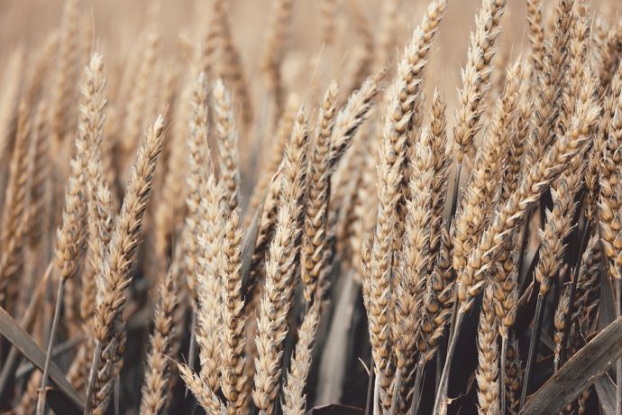 УЗА прогнозирует повышение урожая и экспорта зерновых и масличных культур в 2020-2021