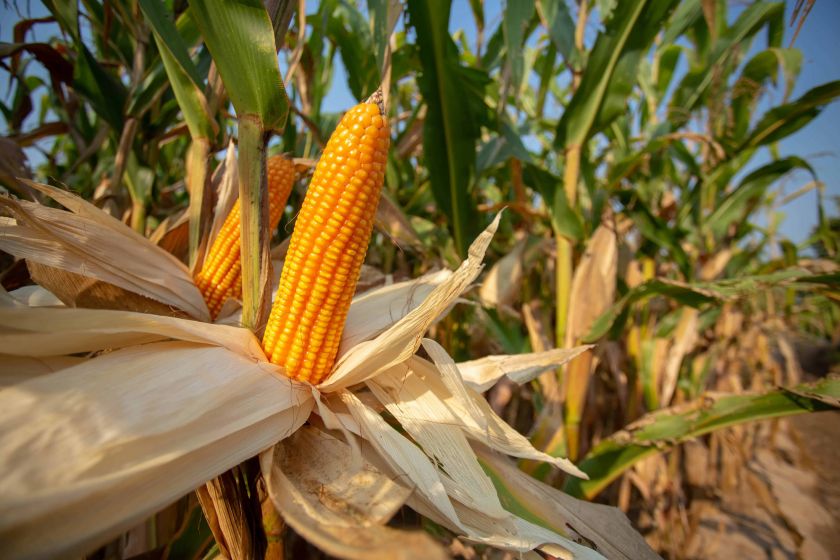 Україна: зростання котирувань експорту кукурудзи