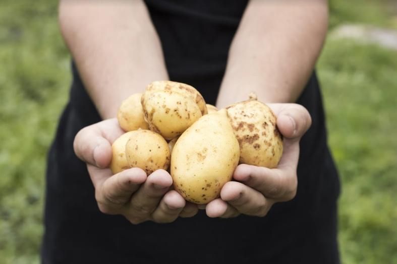 Как правильно хранить картофель? Mizez