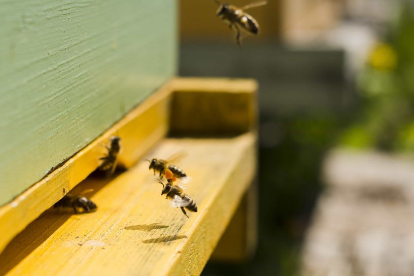 грошової підтримки бджолярів