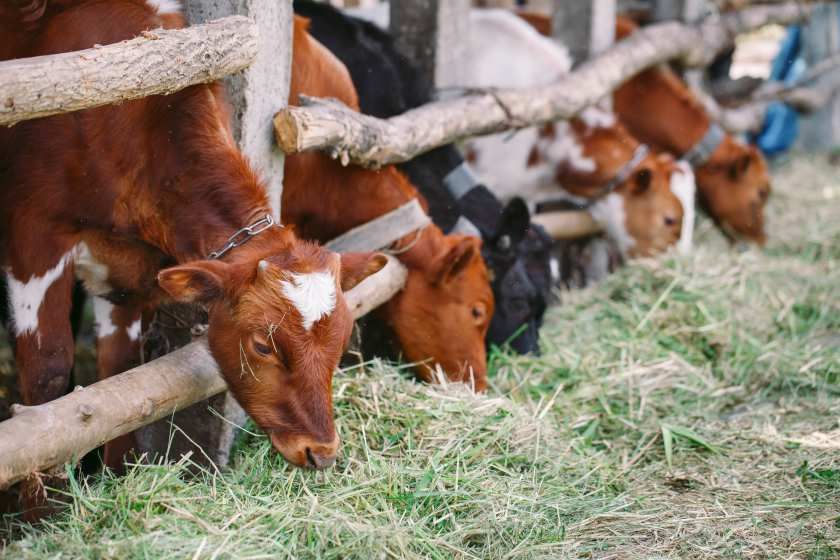 В Черкасской области строят молочный комплекс на 1200 дойных коров