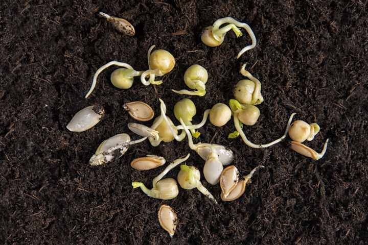 Еврокомиссия признала украинскую систему сертификации семян