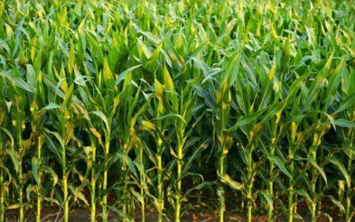 Рост цен на зерно кукурузы | Mizez