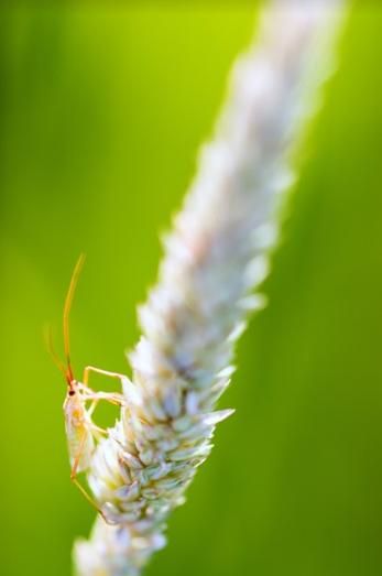 В США запатентовали метод биоконтроля вредителей пшеницы | MIZEZ