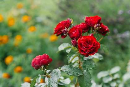 Из-за карантина «Аскания Флора» уничтожит большую часть роз
