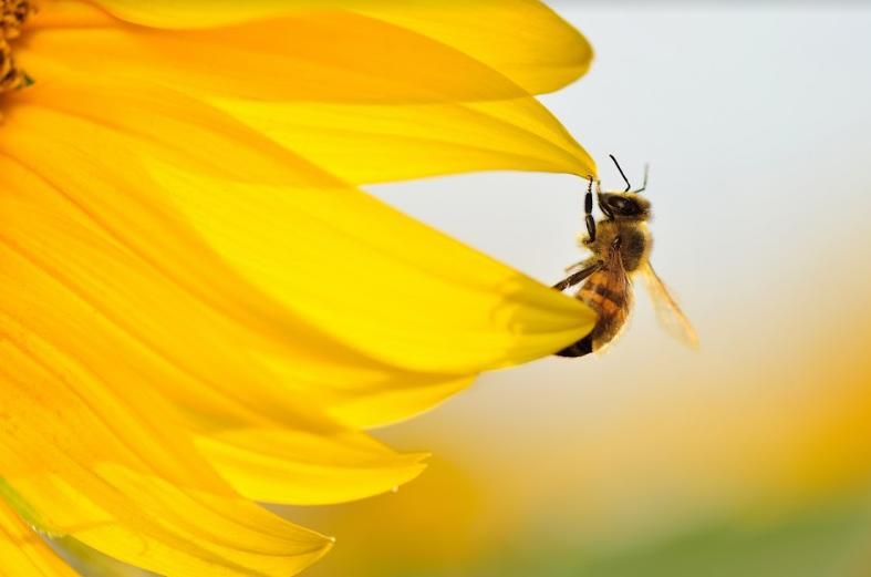 Бджоли проти шкідників і хвороб | MIZEZ