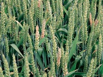 фузаріоз пшениці