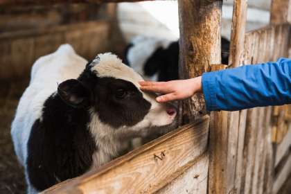 Преподавательница производит молоко экстра-класса на собственной ферме