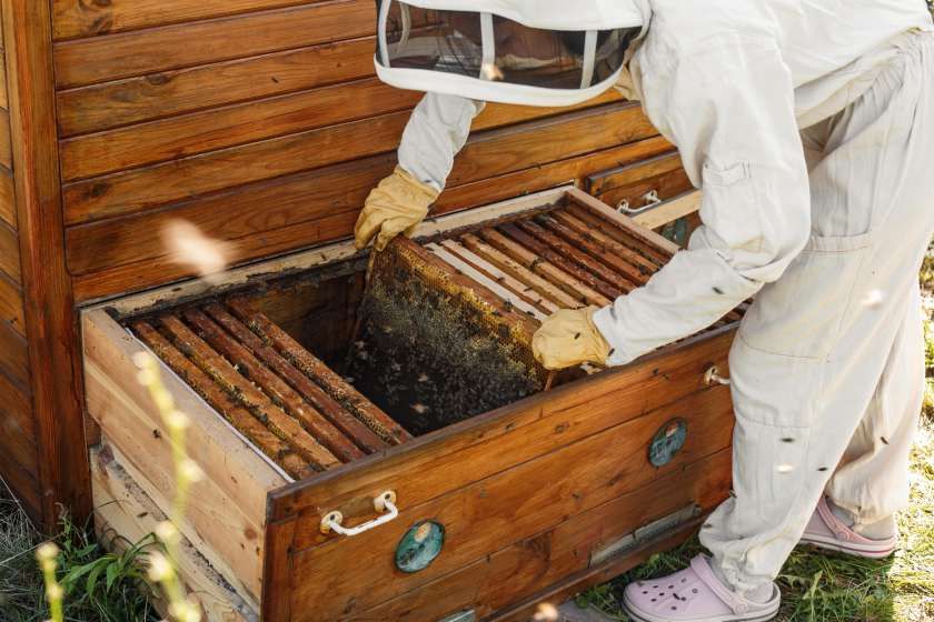 Спеціальний одяг бджоляра: що потрібно мати в господарстві | MIZEZ