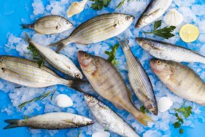 Рыбное хозяйство — одна из самых перспективных отраслей Украины