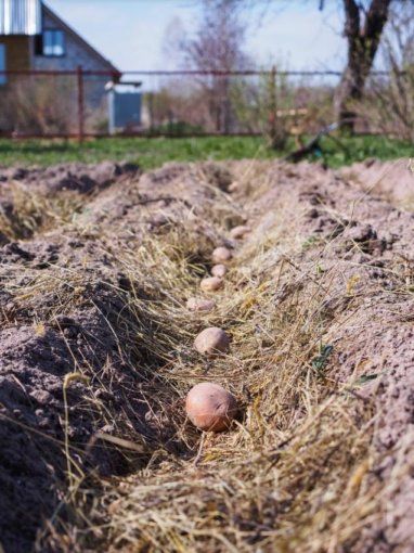 Хотел посадить нидерландский картофель — не получилось | MIZEZ