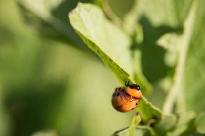 Методи боротьби з колорадським жуком, які повинен знати кожен аграрій