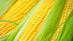 Ціни на кукурудзу продовжують зростати через посушливу погоду в Аргентині