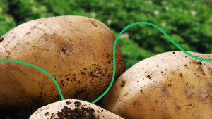 Фермер із Чернігівщини вирощує картоплю для провідних виробників чіпсів