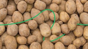 Украинский картофелеводство: проблемы и перспективы отрасли