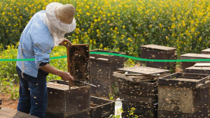 Почти 100 млн гривен дотаций получили украинские пчеловоды