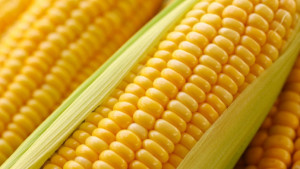 ФАО кукурудзи: на що впливає та як обирати?