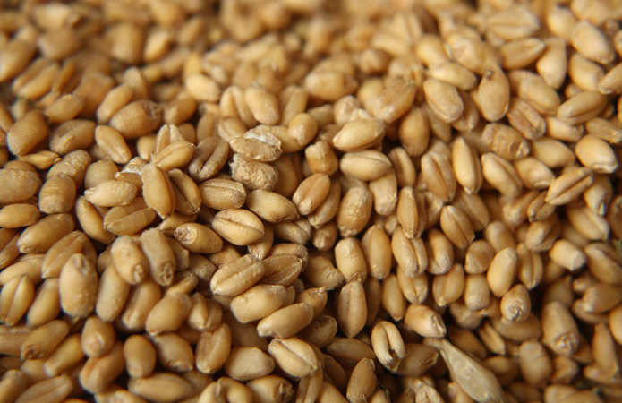 ГПЗКУ увеличила экспорт зерна на 30%